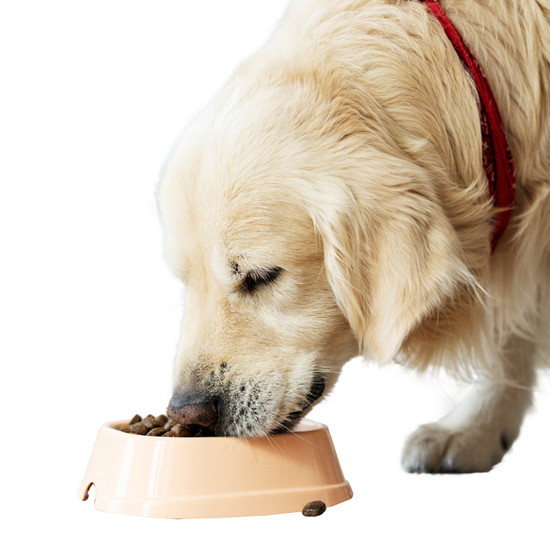 Geef je hond meerdere kleine porties voer per dag.