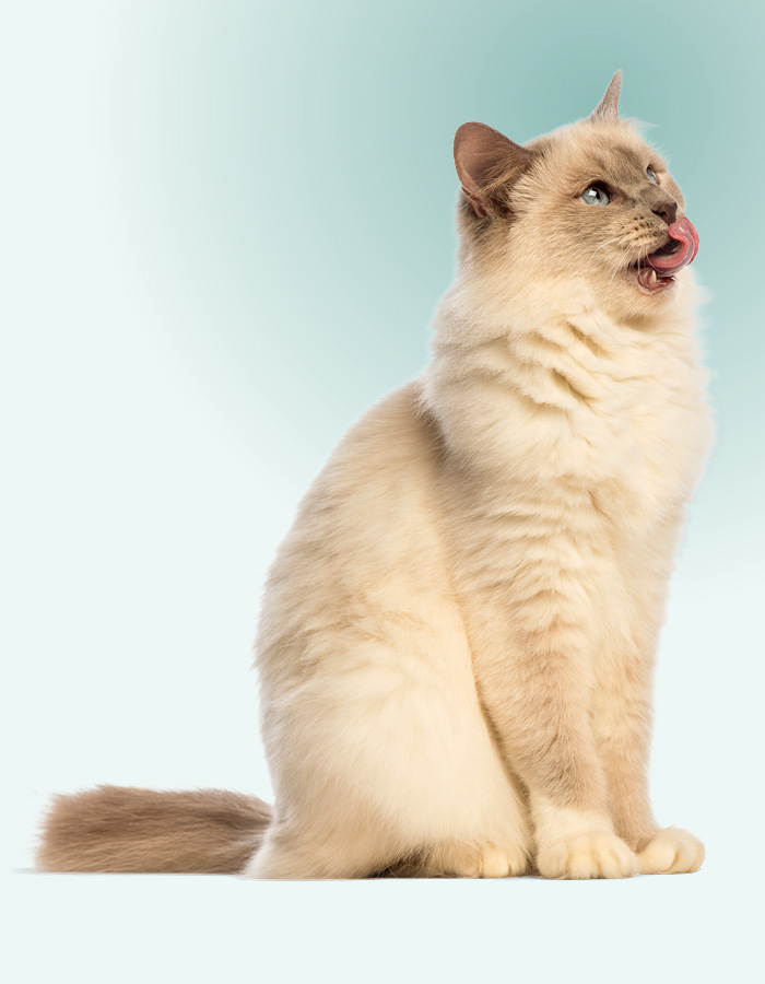 Poppy, le ragdoll.