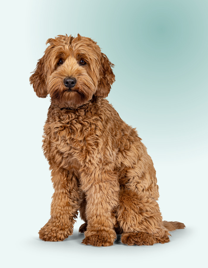 ChatGPT zei: Bob le labradoodle est prêt à partir en vacances d’été.
