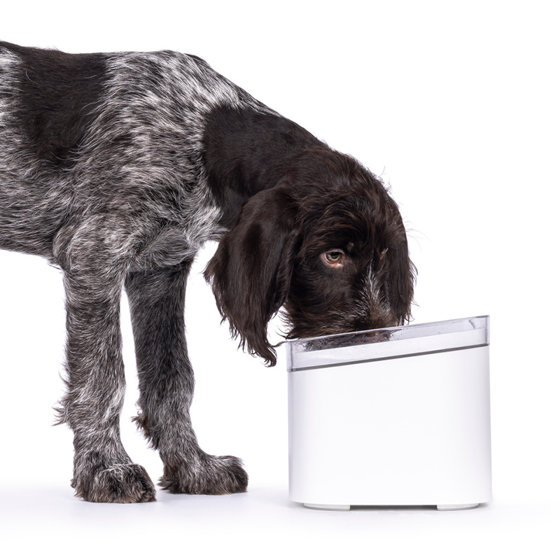 Chien qui boit pour éviter un coup de chaleur.