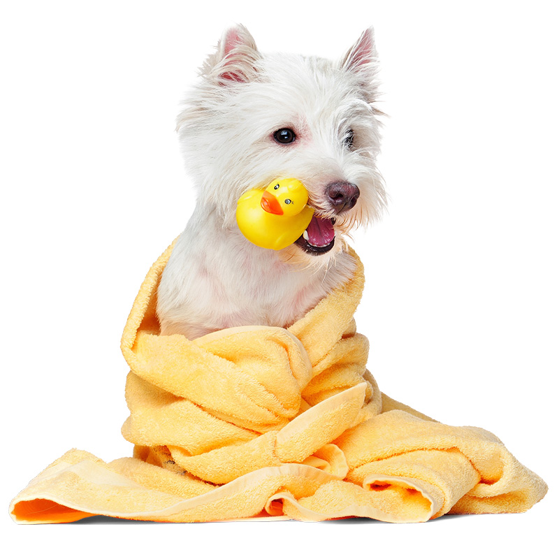 Chien bien séché après une séance de baignade.