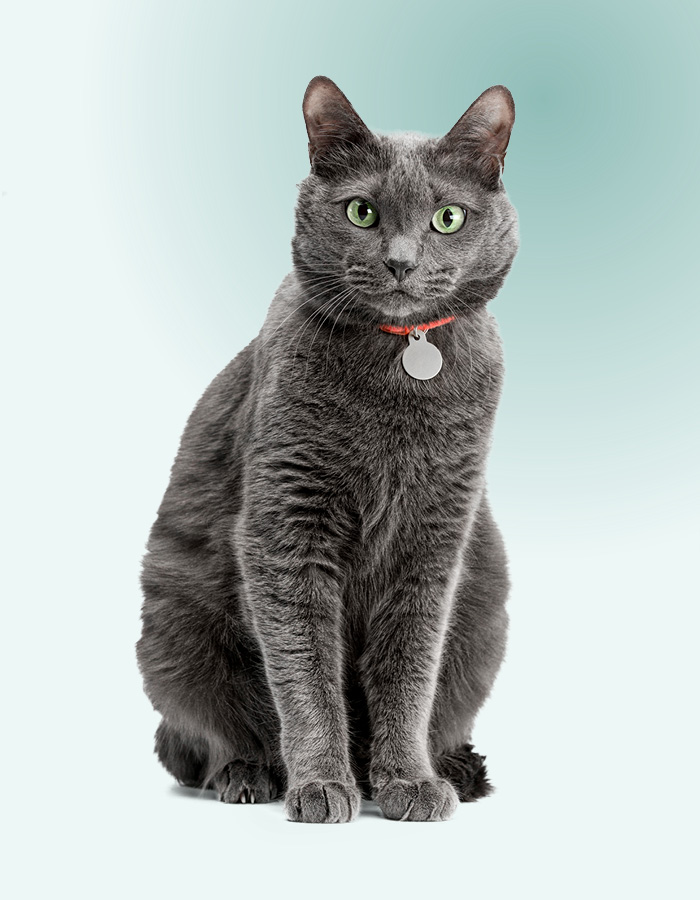 Kat met hangertje aan halsband waar contactgegevens opstaan.