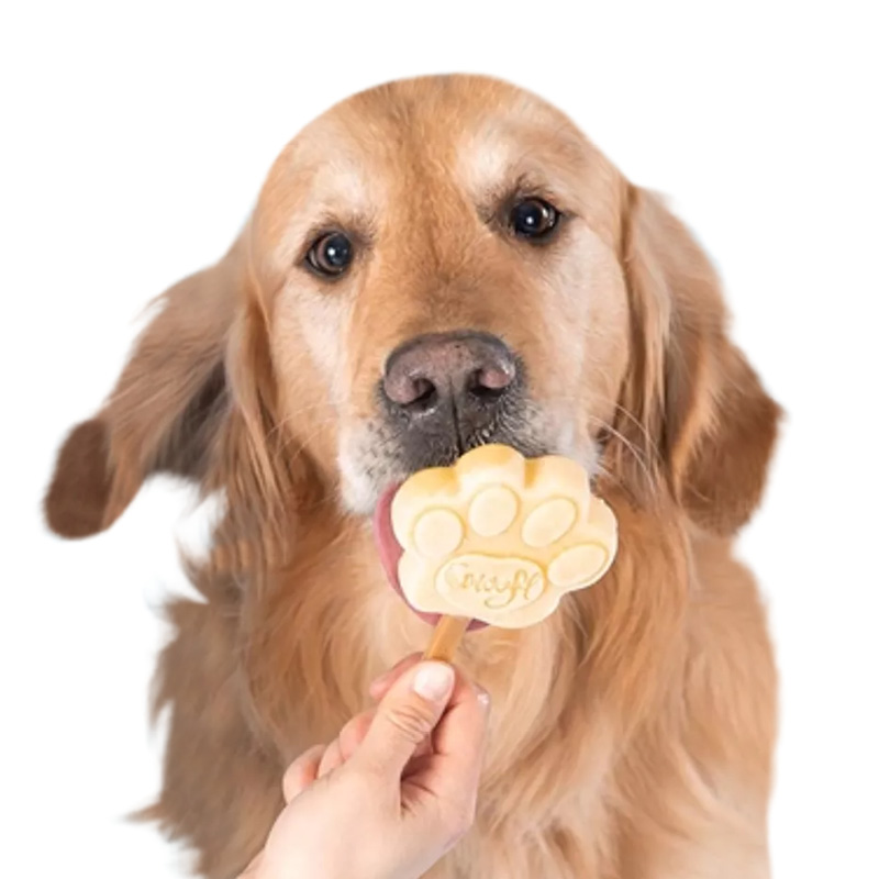 Golden Retriever qui savoure sa glace Smoofl pour se rafraîchir en été.
