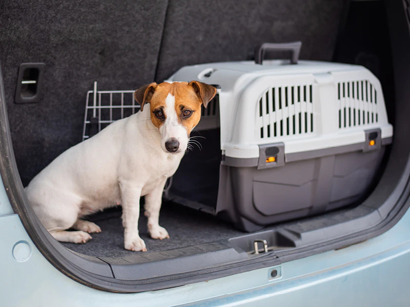 Le chien s’habitue à la voiture pour réduire le stress pendant le trajet.