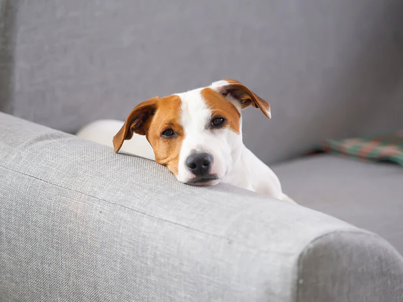 Le chien se repose pendant le voyage pour s’habituer à son nouvel environnement.
