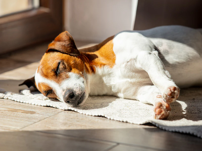Le chien dort détendu dans une zone calme sur sa propre couverture.