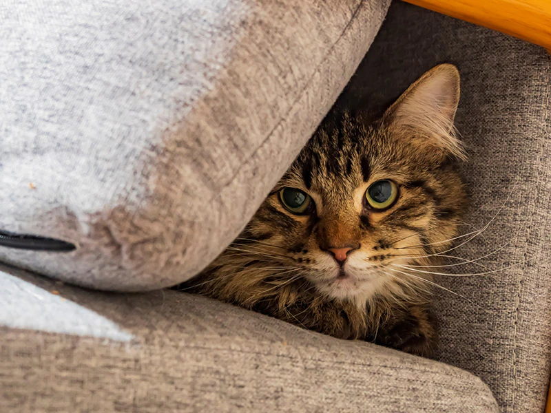 Kat heeft stress en verstopt zich