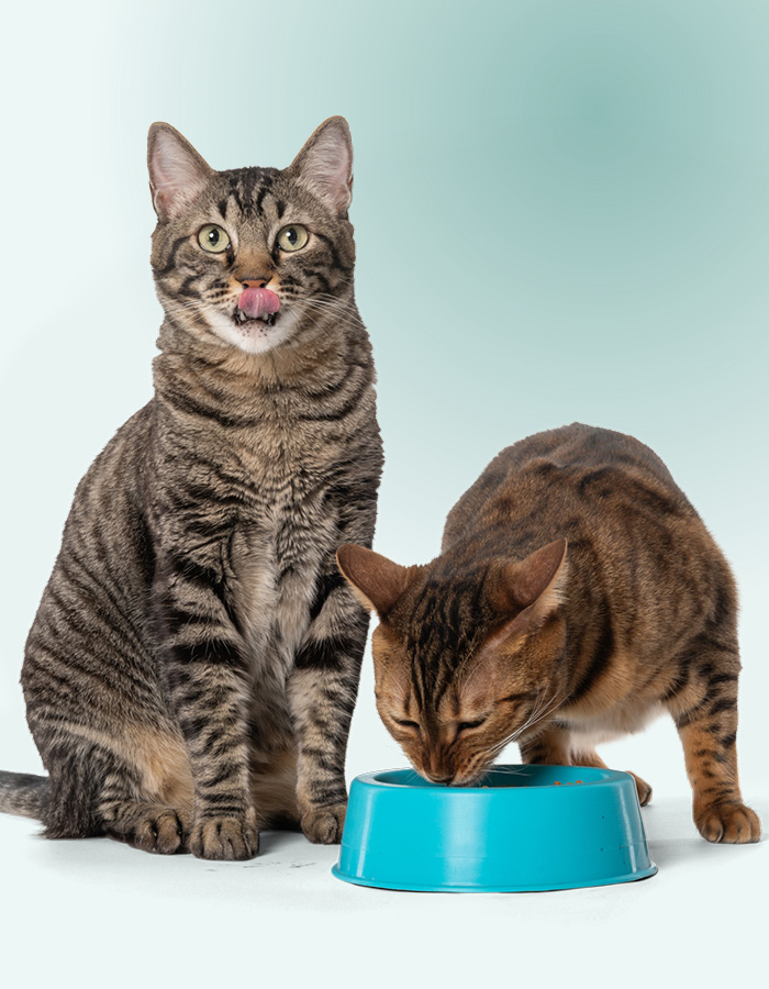 Deux chatons mangent côte à côte pendant que leur humain consulte le vétérinaire en visio sur les pensions pour chats.
