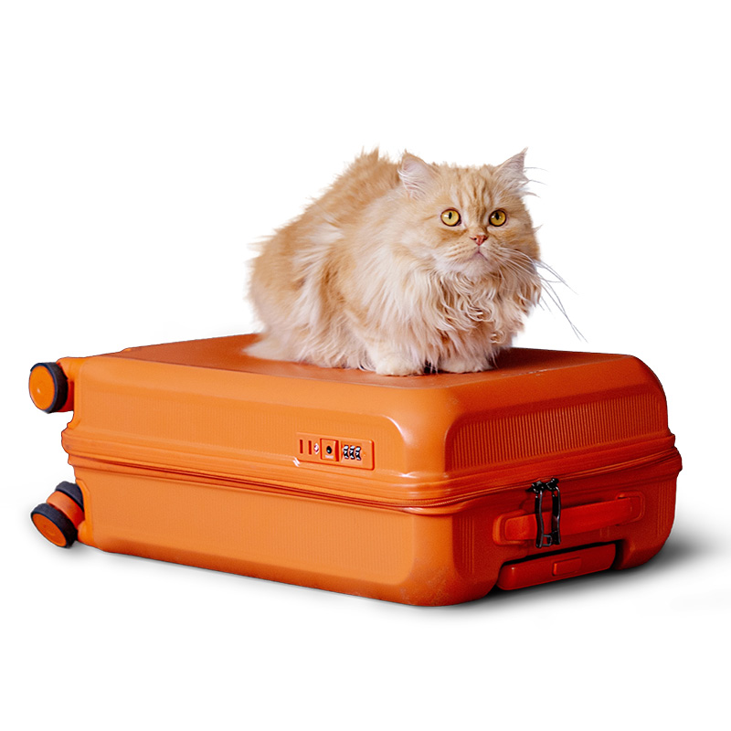 Chat persan roux allongé sur une valise orange, prêt pour un séjour en pension pendant les vacances.