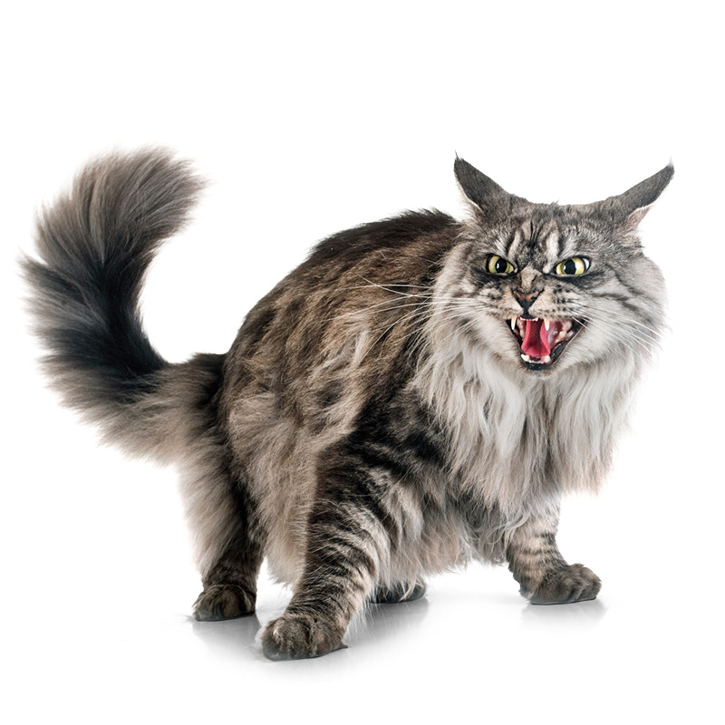 Chat stressé aux oreilles baissées, illustrant l’importance d’une habituation progressive avant un changement d’environnement.