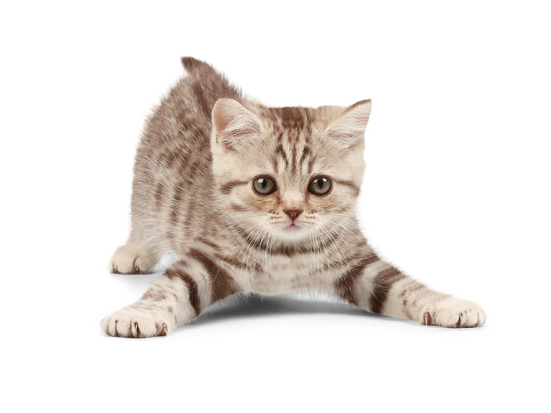 Speelse kitten met veel energie door de juiste voeding