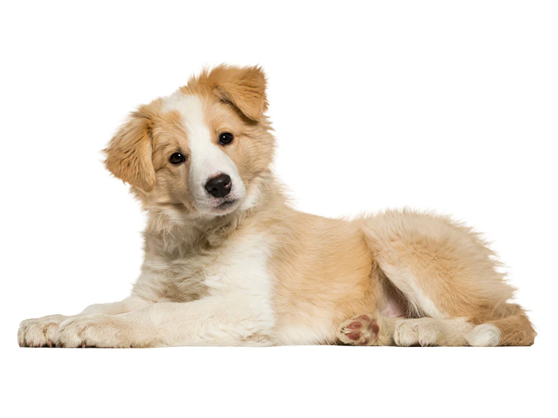 Gezonde puppy vol energie door de juiste voeding