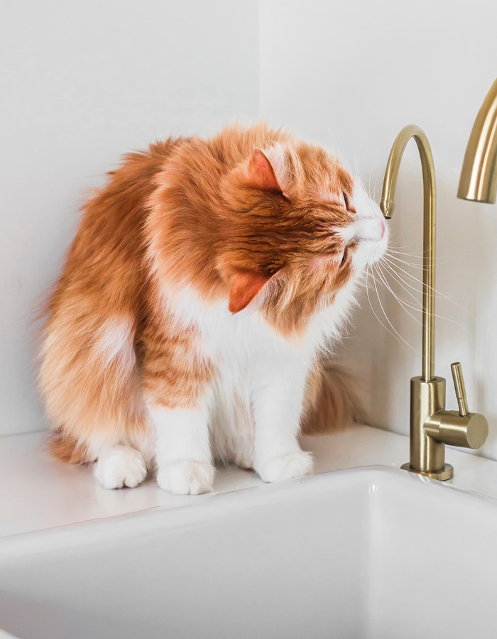 Chat qui boit directement au robinet, illustrant l’attrait des chats pour l’eau courante et fraîche en été.