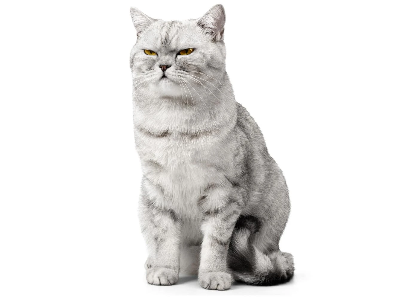 Kat is niet boos maar moet wennen aan een nieuwe routine