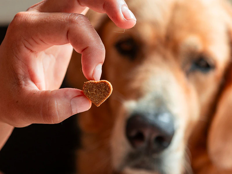 Hondensupplement om extra steun aan de hond te geven