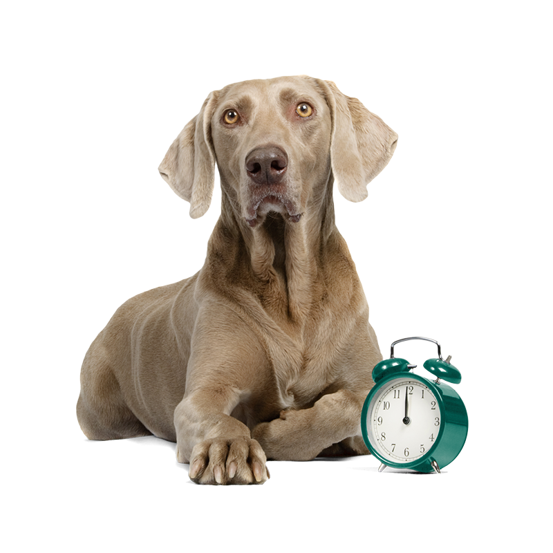 La routine quotidienne aide les chiens comme le Weimaraner à s’habituer plus rapidement.