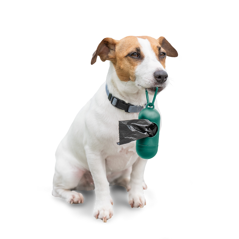 Un Jack Russell avec des sacs à déjections montre qu’une routine de promenade régulière apporte calme et prévisibilité.