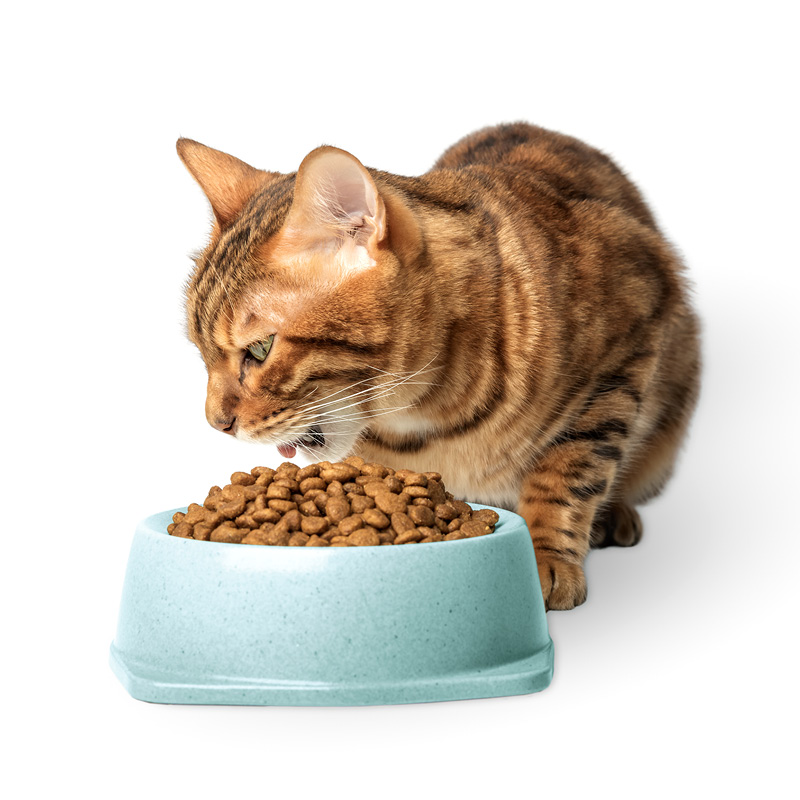 Kat eet nieuwe voeding, geleidelijke overgang voorkomt spijsverteringsproblemen.