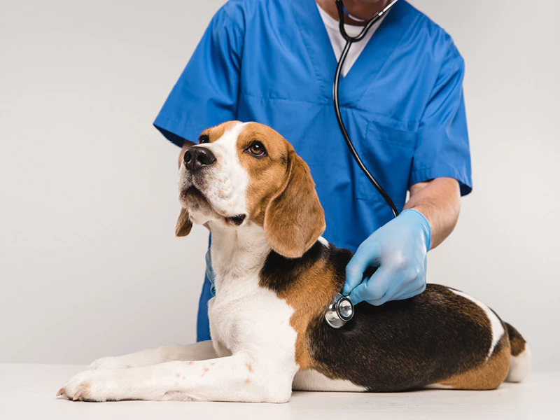 Hond wordt onderzocht bij de dierenarts