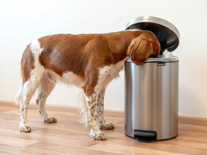Hond eet uit de vuilbak wat kan zorgen voor braken en diarree