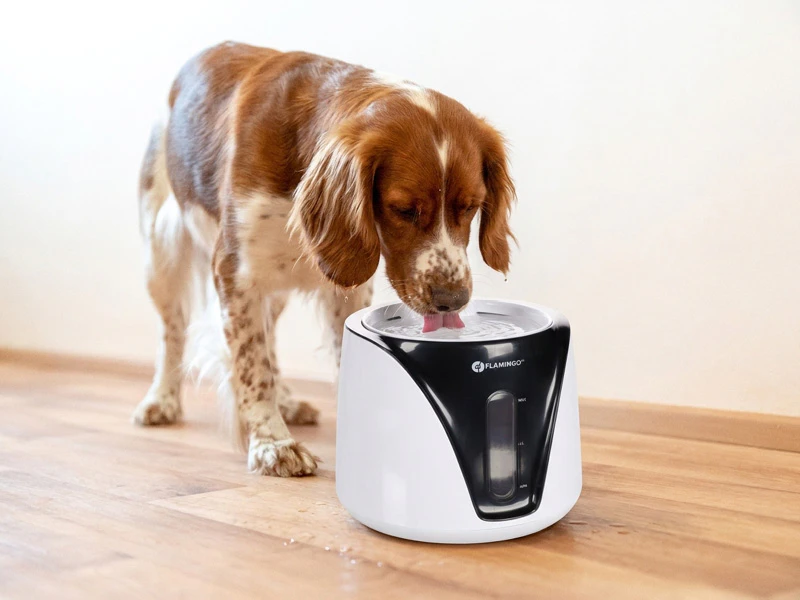 hond drinkt water om zijn vochtgehalte op peil te houden