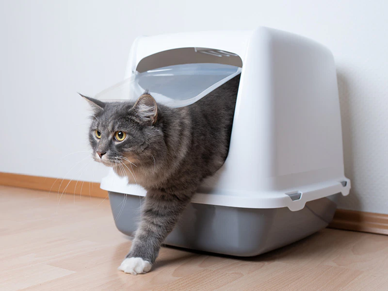 Chat sort de sa litière
