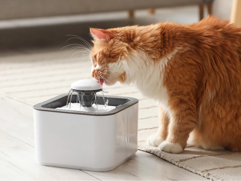 Chat boit à une fontaine à eau, ce qui contribue à réduire le risque de problèmes urinaires.