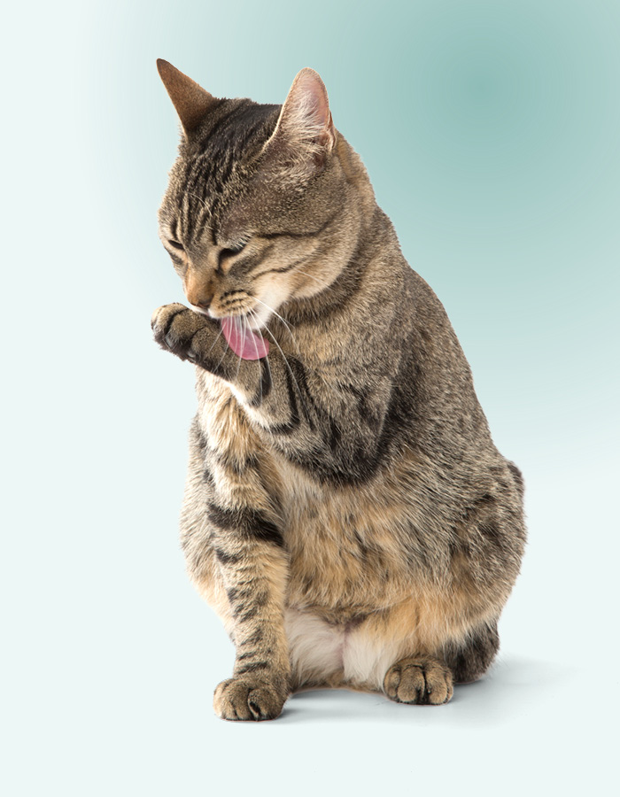 Ozzy de kat was zichzelf na zijn bezoekje aan dierenarts Valerie