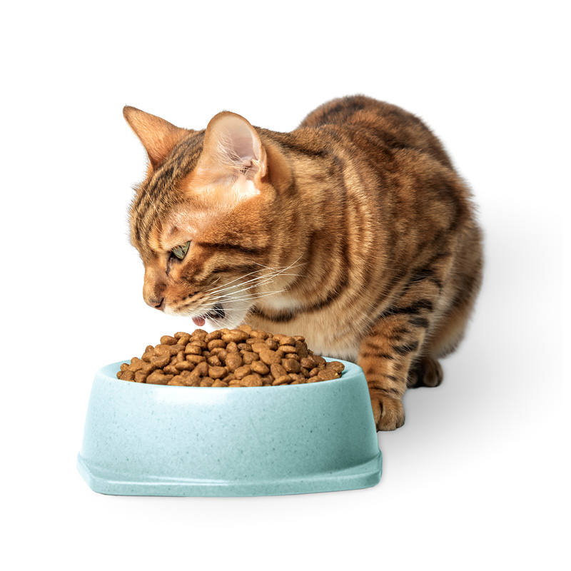 Kat eet premiumvoeding zodat ze gezond is en een sterke weerstand heeft om niesziekte te voorkomen