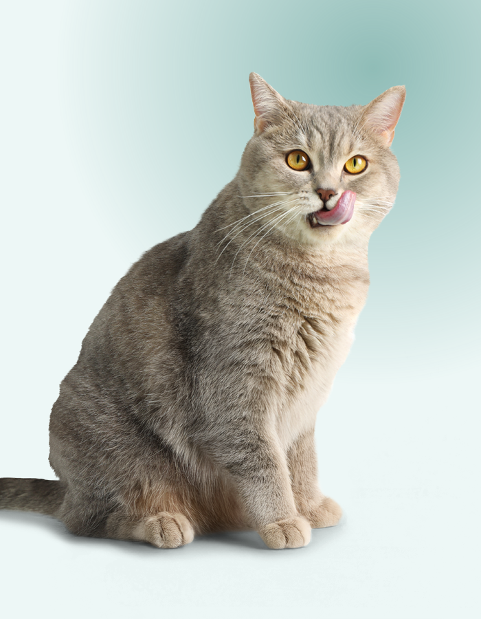 Ferre, de kat van Griet die graag aan planten knabbelt