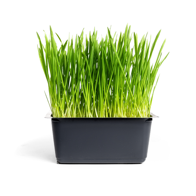 Kattengras ondersteunt de darmwerking zonder het gedrag te beïnvloeden.