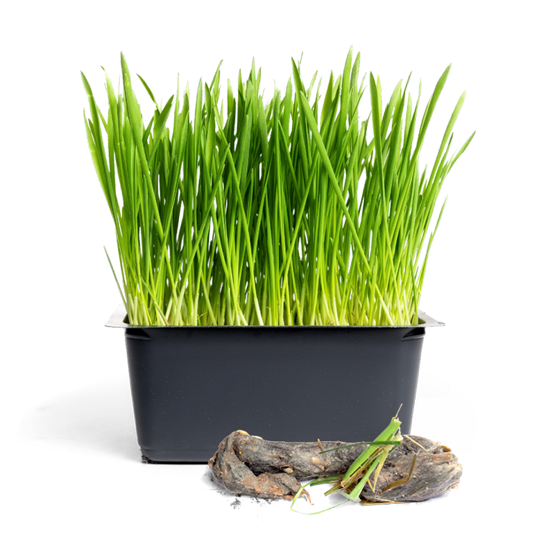 Kattengras zorgt voor minder haarballen bij je kat.