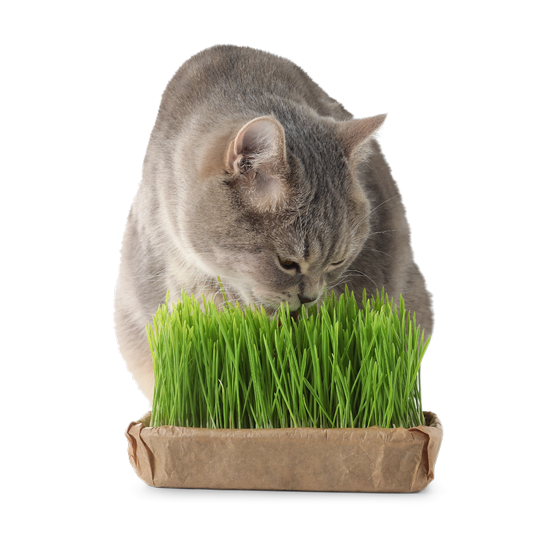 Kat knabbelt veel op kattengras dit kan wijzen op spijsverteringsproblemen