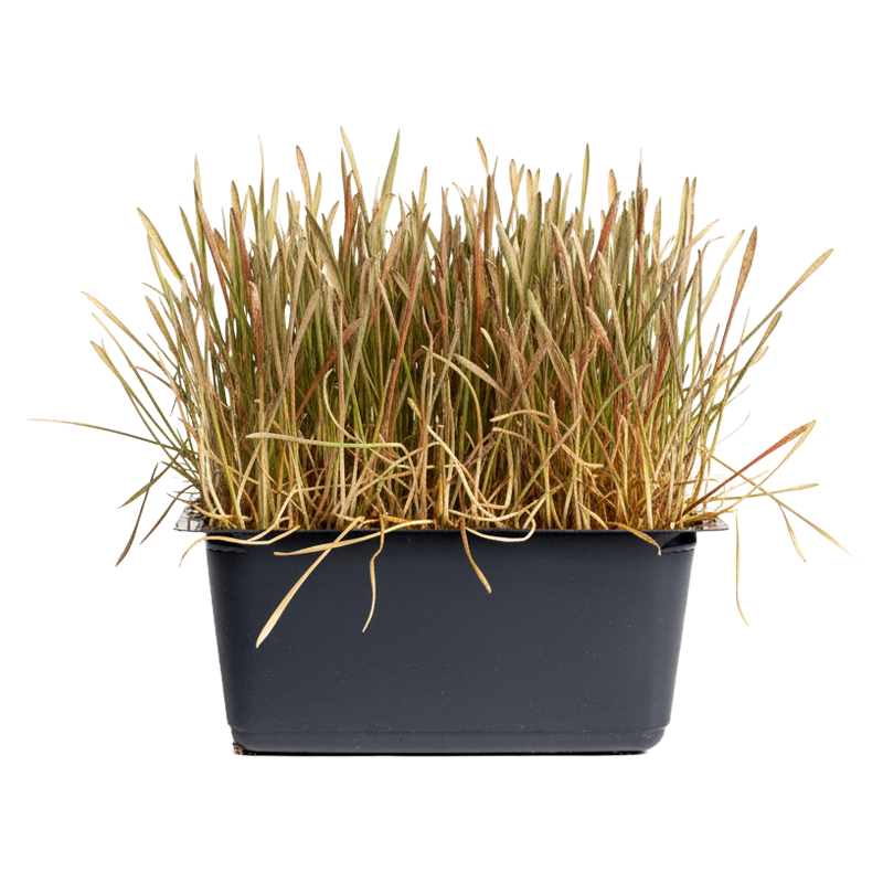 Vergeelt kattengras, tijd om te vervangen met vers gras