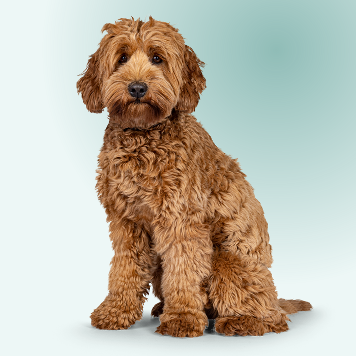 Oscar heeft verkleuring aan zijn voetkussentjes en gaat op controle bij dierenarts Valerie.
