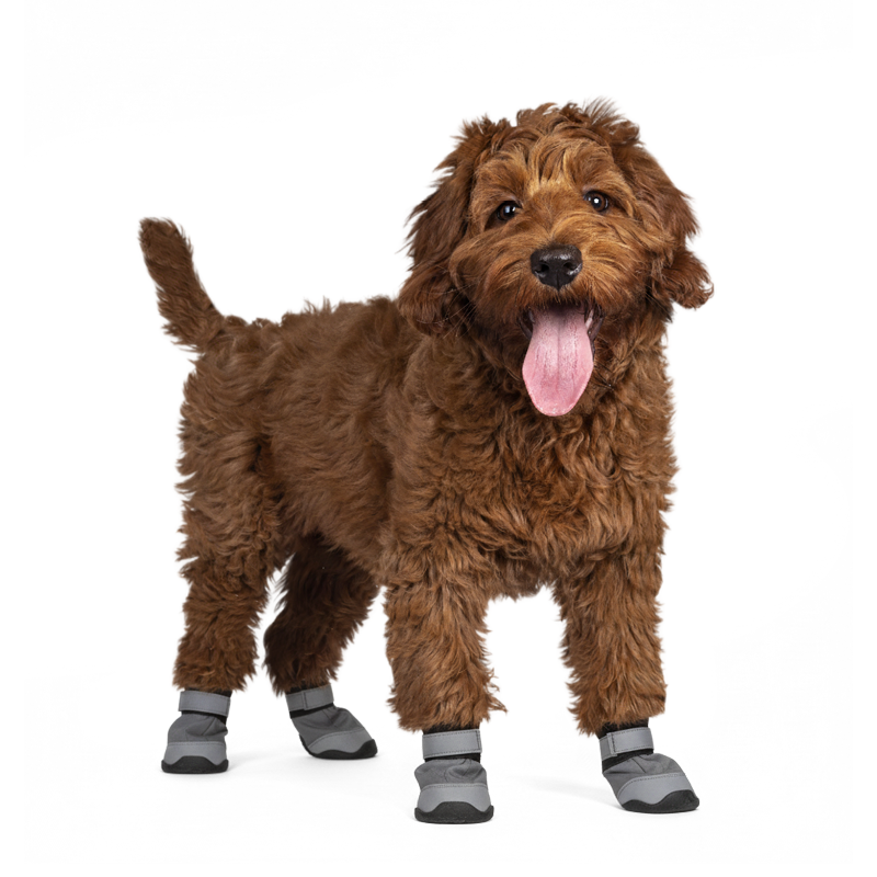 Hond met hondenschoentjes aan zodat zijn poten beschermd zijn op koude en natte dagen tijdens het wandelen