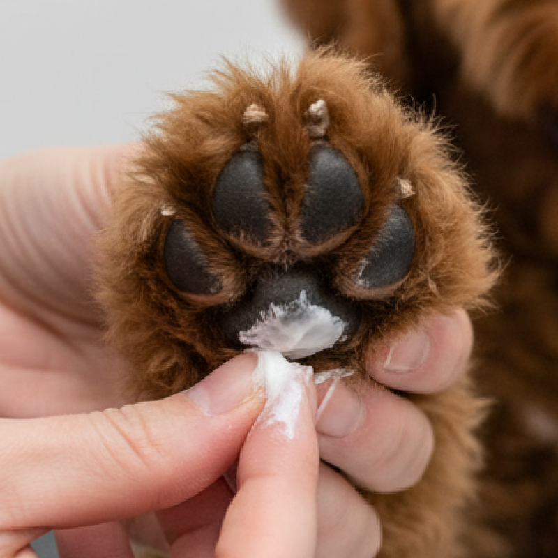 Hond krijgt honingzalf aan pootjes gesmeerd om de huid te beschermen en soepel te houden.