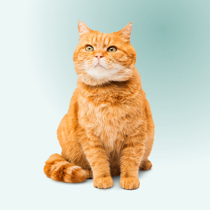 chat nommé Taco en consultation après avoir avalé un clou