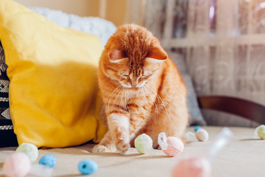 chat joue avec de petites balles