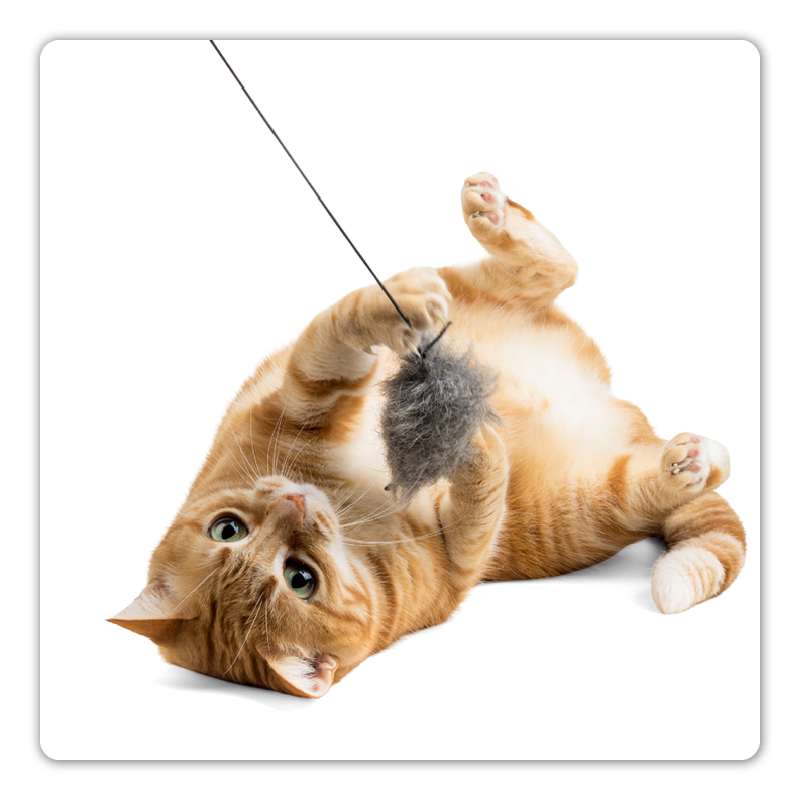 chat joue avec une canne à jouer et travaille sa motricité