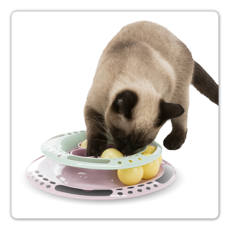 chat s’occupe avec un jouet d’intelligence