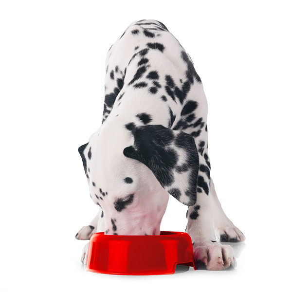 Hond krijgt geleidelijk aan nieuwe voeding voor een vlotte overstap