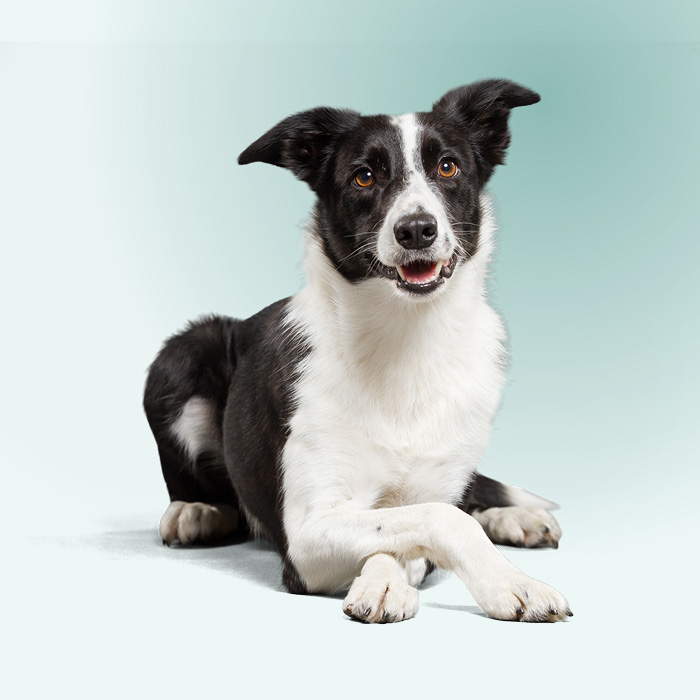 Bolby gaat op consultatie bij Dierenarts Valerie voor tips om stressvrije feestdagen te beleven