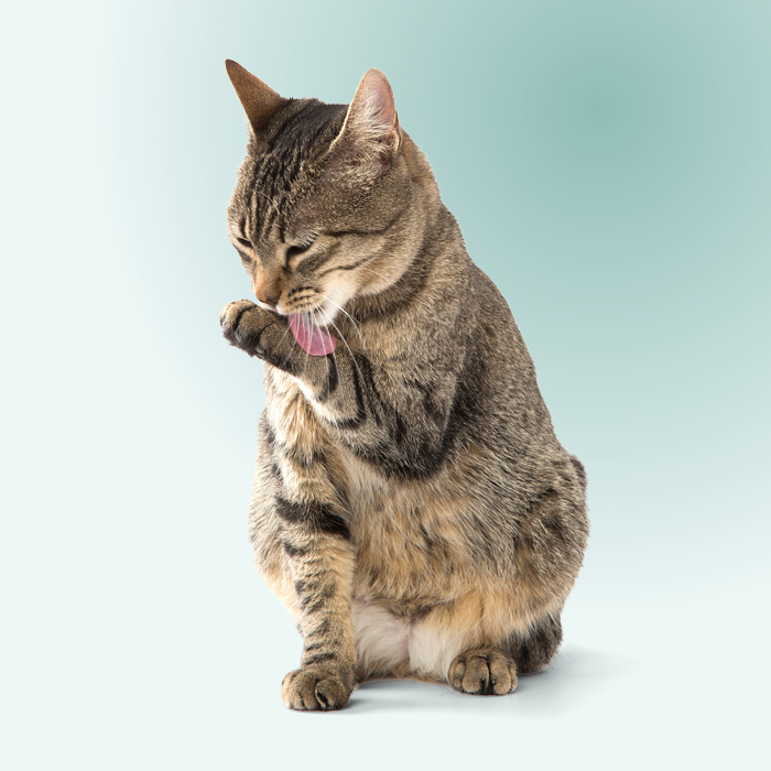 Luna en consultation, peu enthousiaste &agrave; l&rsquo;id&eacute;e des feux d&rsquo;artifice