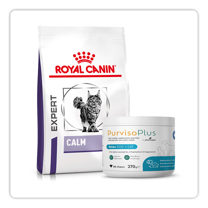 chat recevant une alimentation adapt&eacute;e et des compl&eacute;ments pour rester d&eacute;tendu pendant les p&eacute;riodes charg&eacute;es