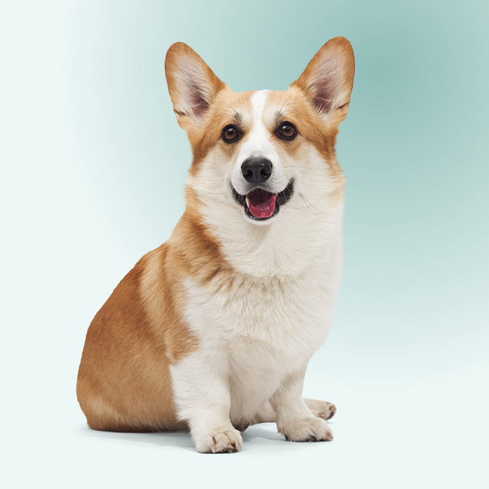 Chien se rendant chez notre vétérinaire pour obtenir des conseils pendant les journées froides d’hiver.