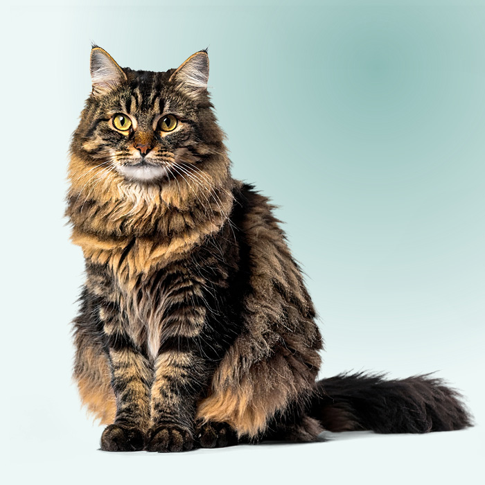 Chat d&rsquo;ext&eacute;rieur avec une &eacute;paisse fourrure hivernale pour rester bien au chaud.