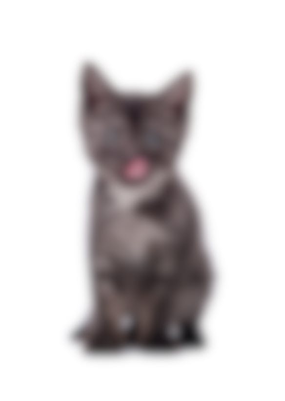 Hypersalivation Du Chat Pourquoi Mon Chat Bave Vetostore Hypersalivation Du Chat Pourquoi Mon Chat Bave Vetostore