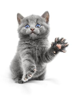 Adopter Un Chaton Nos Conseils Pour Accueillir Un Nouveau Chaton Vetostore