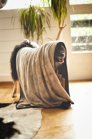 Frisgewassen hond netjes afgedroogd na een stevige herfstwandeling